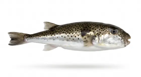 Lagocephalus Sceleratus