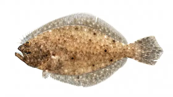 Summer flounder