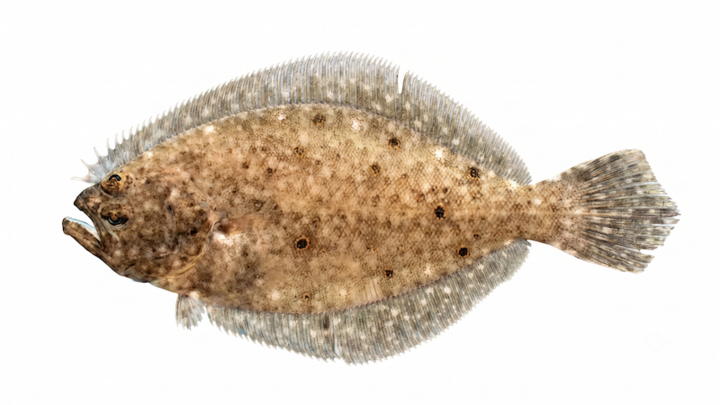 Summer flounder