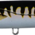 Grey Cuda