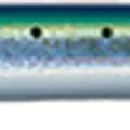 Sardine