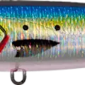 Sardine