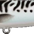 White Mackerel