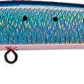 Hot Belly Sardine