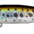Baby Bass