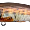 Female Minnow