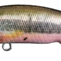 Male Minnow