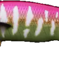 King Mackerel Pink