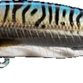Mackerel