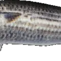 Mimetic Mullet
