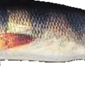 Mimetic Perch