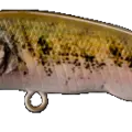 Barbel