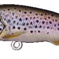 Trout