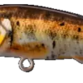 Female minnow