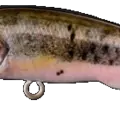 Male minnow