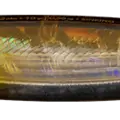 Ayu