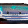 Sardine