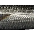 Mimetic Mullet