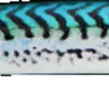 Mackerel