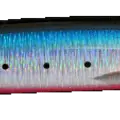 Hot Belly Sardine