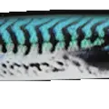 Mackerel