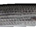 Mullet