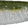 Olive Shad