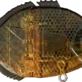 Pumpkinseed