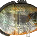 Translucid PumpkinSeed