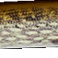 Mimetic Pike
