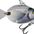 Saddled Seabream