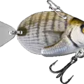 White Seabream
