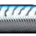 Mackerel