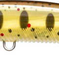 Pearl Brown Trout