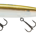 Gizzard Shad