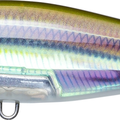 Real Anchovy