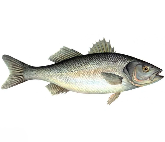 European seabass