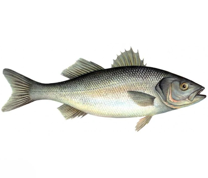 European seabass