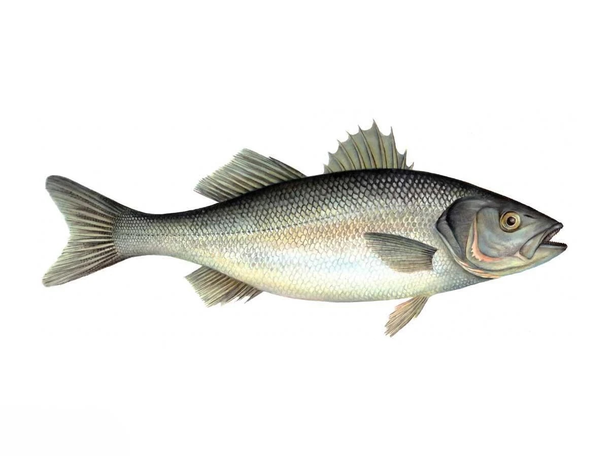 European seabass