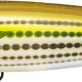 Yellow Mullet