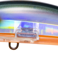 Tennessee Shad