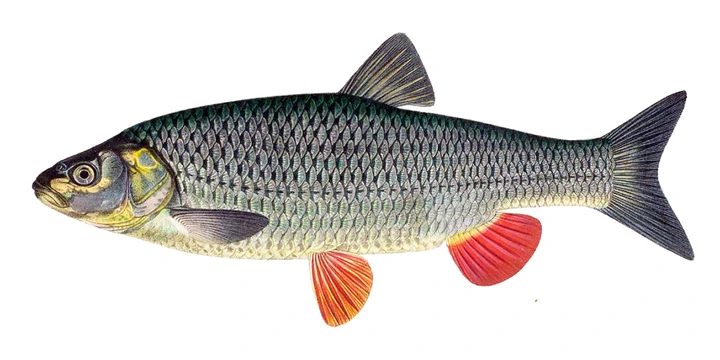 Речен кефал