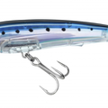 Sardine