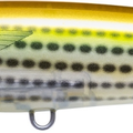 Yellow Mullet