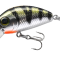 Yellow Perch