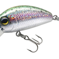 Rainbow Trout