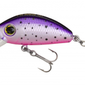 Purple Rainbow Trout