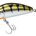 Yellow Perch
