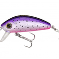 Purple Rainbow Trout