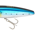 Sardine